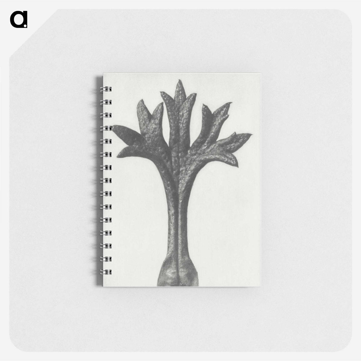 1-78_Karl-Blossfeldt_memo