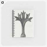 1-78_Karl-Blossfeldt_memo