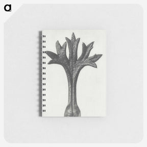1-78_Karl-Blossfeldt_memo