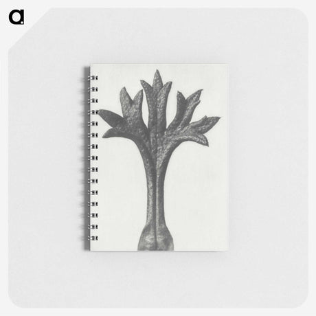 1-78_Karl-Blossfeldt_memo