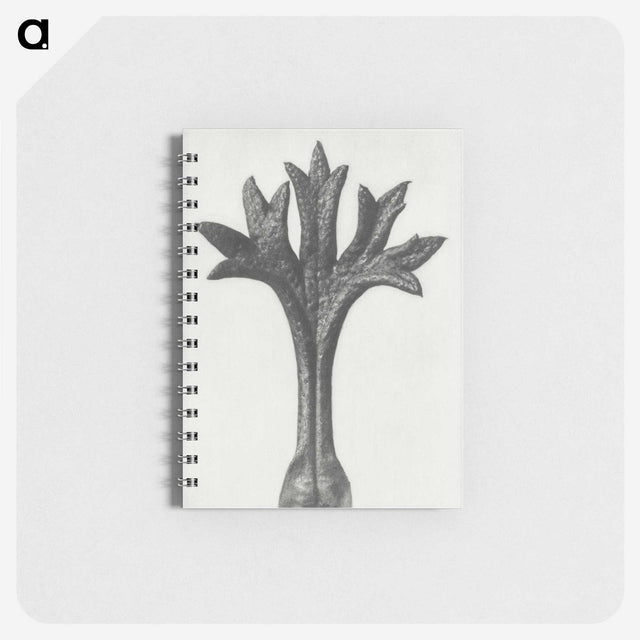 1-78_Karl-Blossfeldt_memo