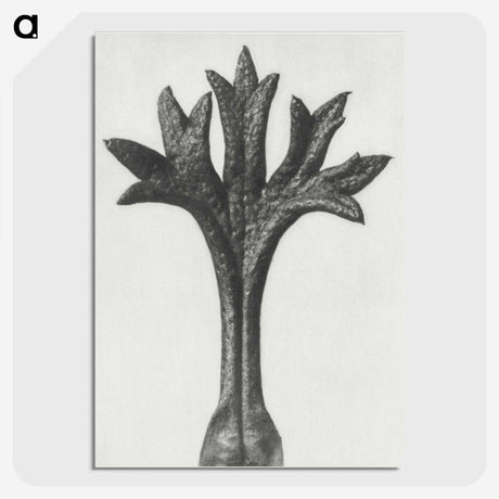 1-78_Karl-Blossfeldt_picture-crop