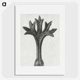 1-78_Karl-Blossfeldt_picture