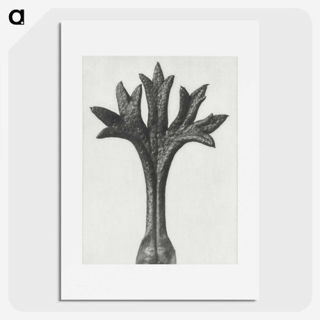 1-78_Karl-Blossfeldt_picture