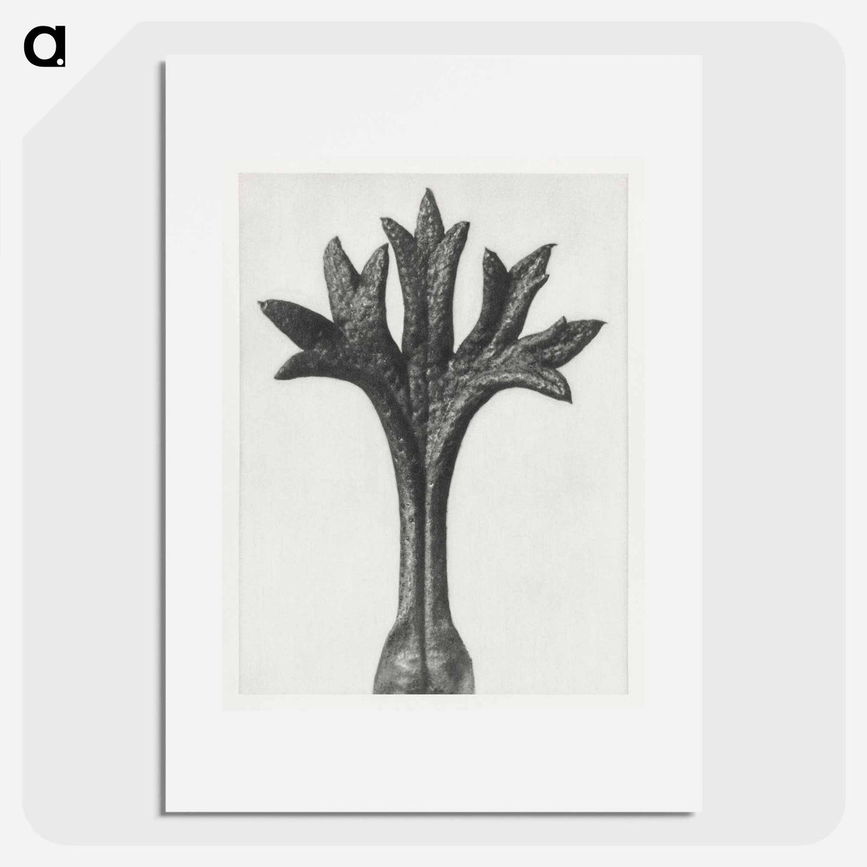 Saxifraga Willkommniana - Karl Blossfeldt Poster.