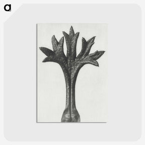 1-78_Karl-Blossfeldt_postcard