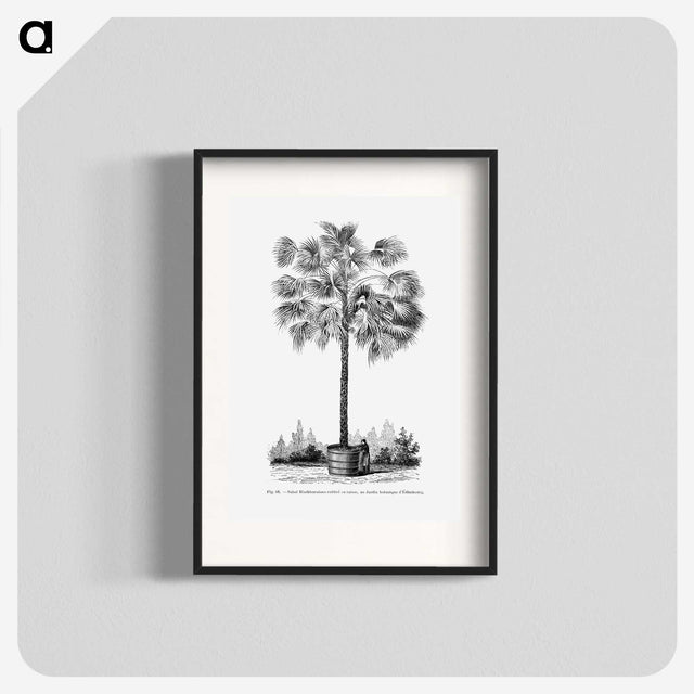 1-78_Les-Palmiers-Histoire-Iconographique_blk