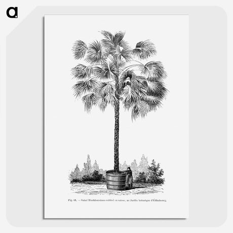 1-78_Les-Palmiers-Histoire-Iconographique_picture-crop