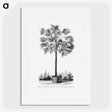 1-78_Les-Palmiers-Histoire-Iconographique_picture