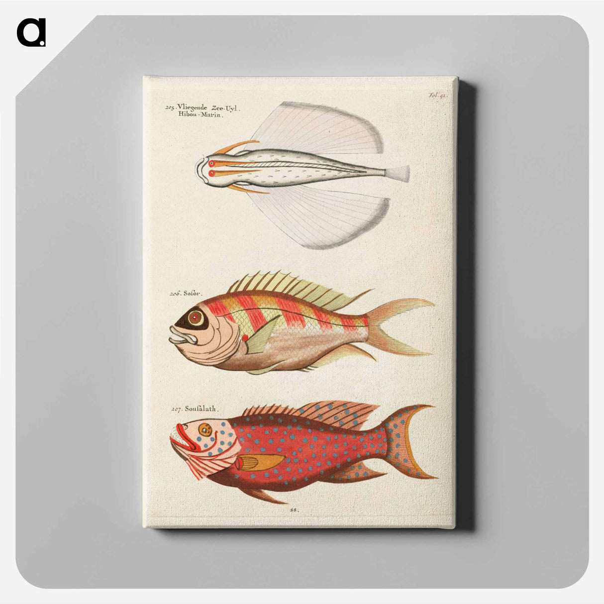 アートパネル-Moluccan Fishes
 - ルイ ルナール Canvas.