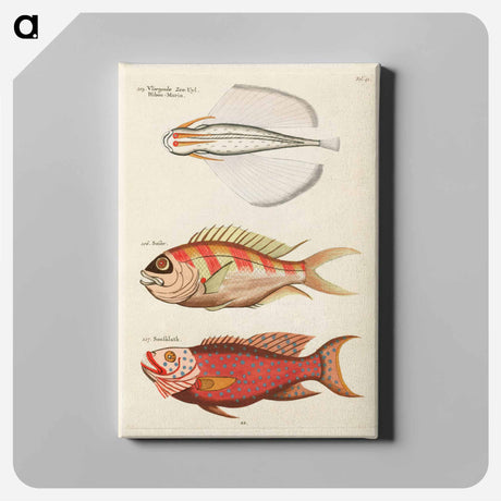 アートパネル-Moluccan Fishes
 - ルイ ルナール Canvas.