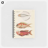 Moluccan Fishes
 - ルイ ルナール Memo.
