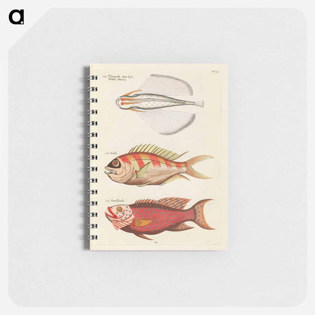 アートメモ帳-Moluccan Fishes
 - ルイ ルナール Memo.