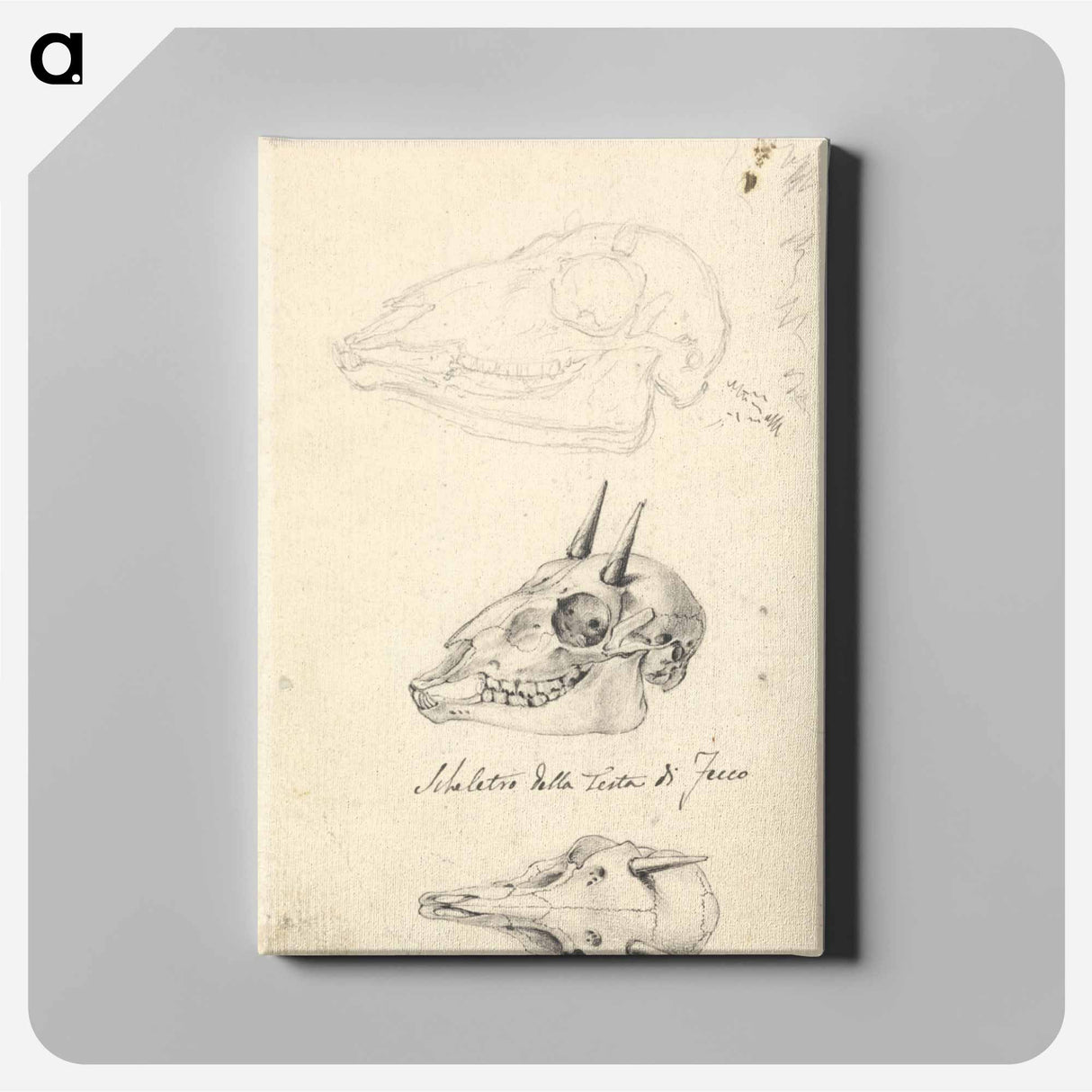 アートパネル-Three Animal Skulls
 - ルイージ バルガーニ Canvas.