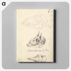 アートパネル-Three Animal Skulls
 - ルイージ バルガーニ Canvas.