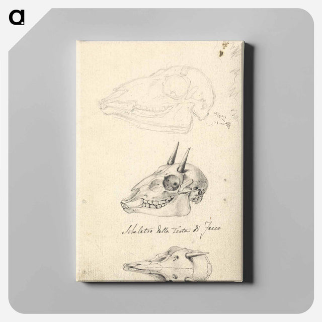 アートパネル-Three Animal Skulls
 - ルイージ バルガーニ Canvas.