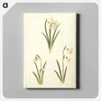 アートパネル-Spring Blooms
 - マリア ジビーラ メーリアン Canvas.
