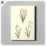 アートパネル-Spring Blooms
 - マリア ジビーラ メーリアン Canvas.