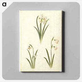 アートパネル-Spring Blooms
 - マリア ジビーラ メーリアン Canvas.