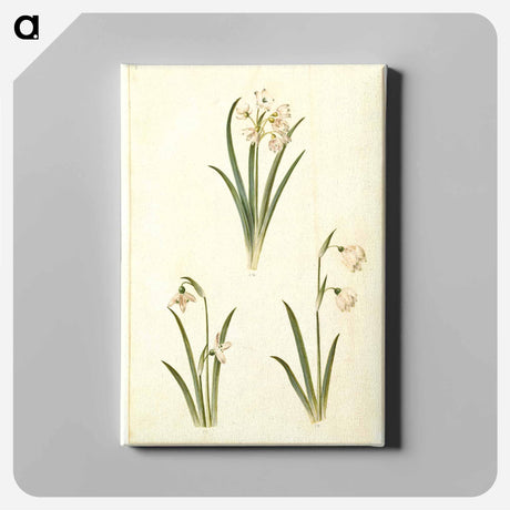 アートパネル-Spring Blooms
 - マリア ジビーラ メーリアン Canvas.