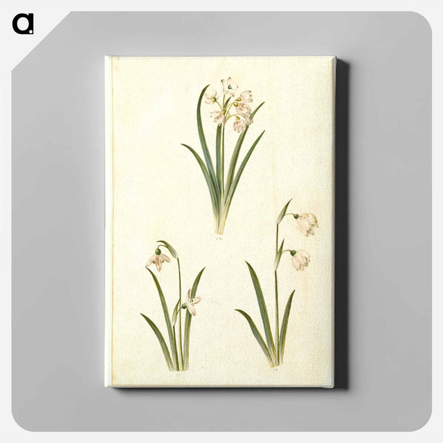 アートパネル-Spring Blooms
 - マリア ジビーラ メーリアン Canvas.