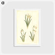 アートポストカード-Spring Blooms
 - マリア ジビーラ メーリアン Postcard.