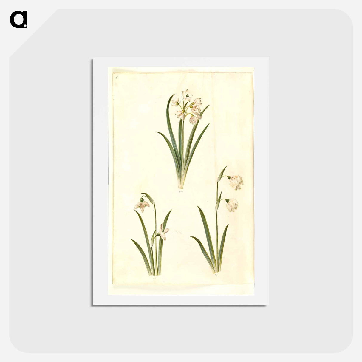 アートポストカード-Spring Blooms
 - マリア ジビーラ メーリアン Postcard.