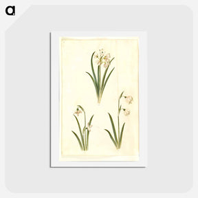 アートポストカード-Spring Blooms
 - マリア ジビーラ メーリアン Postcard.
