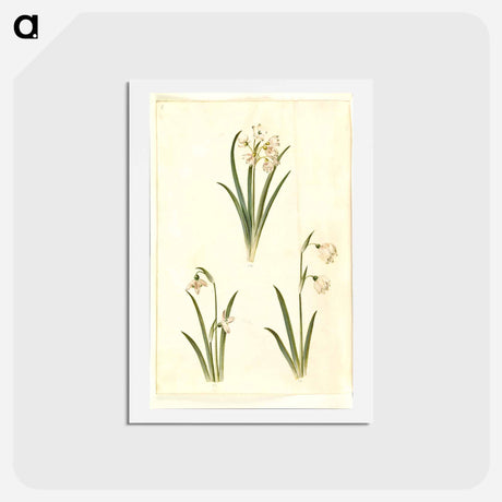 アートポストカード-Spring Blooms
 - マリア ジビーラ メーリアン Postcard.