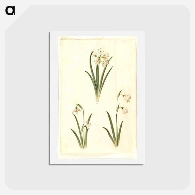 アートポストカード-Spring Blooms
 - マリア ジビーラ メーリアン Postcard.