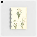 アートメモ帳-Spring Blooms
 - マリア ジビーラ メーリアン Memo.