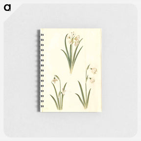 アートメモ帳-Spring Blooms
 - マリア ジビーラ メーリアン Memo.