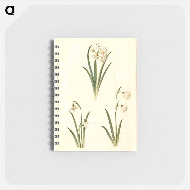 アートメモ帳-Spring Blooms
 - マリア ジビーラ メーリアン Memo.