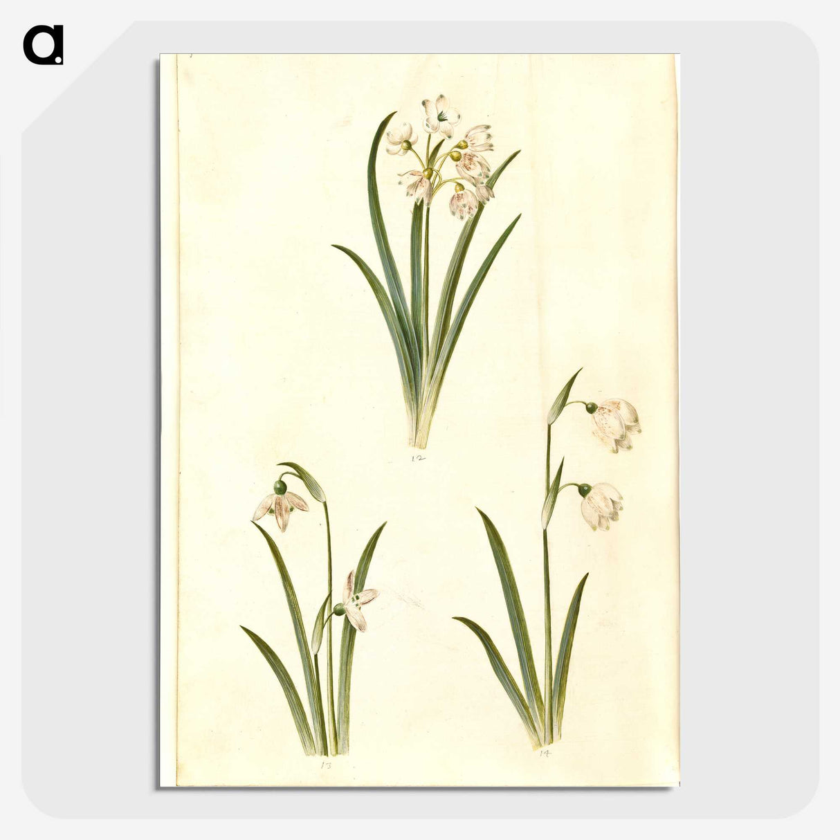 1-78_Maria-Sibylla-Merian_picture-crop