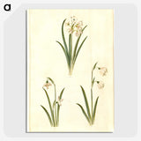 1-78_Maria-Sibylla-Merian_picture-crop