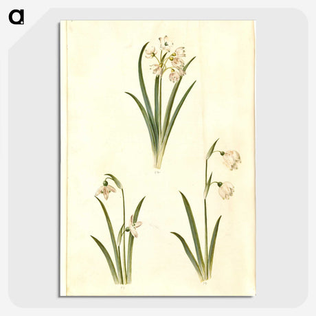 1-78_Maria-Sibylla-Merian_picture-crop