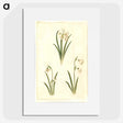 1-78_Maria-Sibylla-Merian_picture