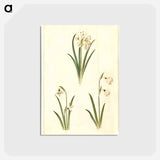 アートポストカード-Spring Blooms
 - マリア ジビーラ メーリアン Postcard.
