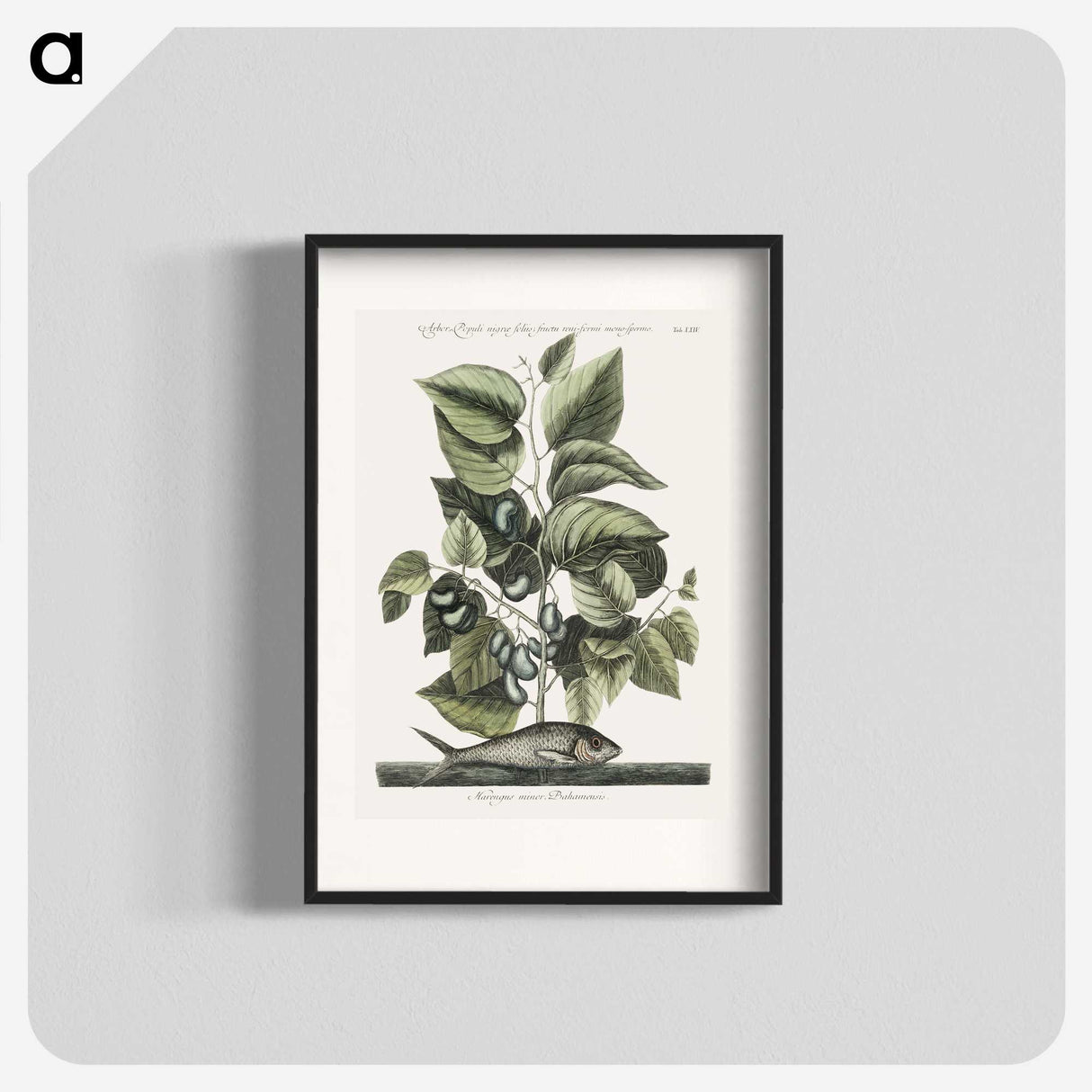 1-78_Mark-Catesby_blk