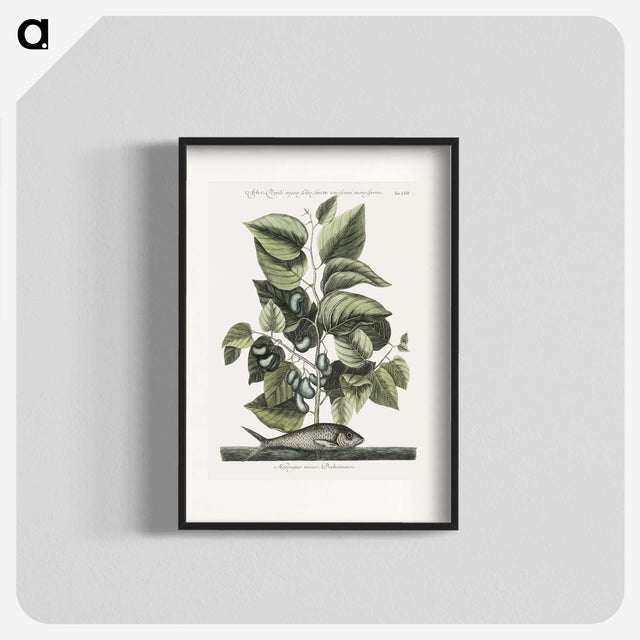 1-78_Mark-Catesby_blk
