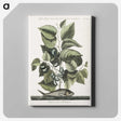 1-78_Mark-Catesby_canvas