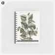 1-78_Mark-Catesby_memo