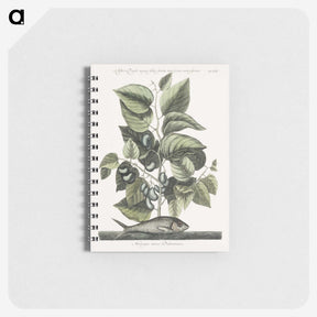 1-78_Mark-Catesby_memo