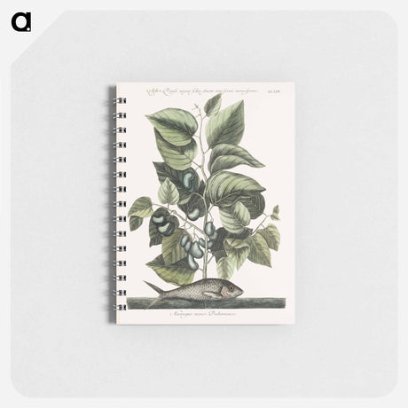 アートメモ帳-Pilchard
 - マーク ケイツビー Memo.