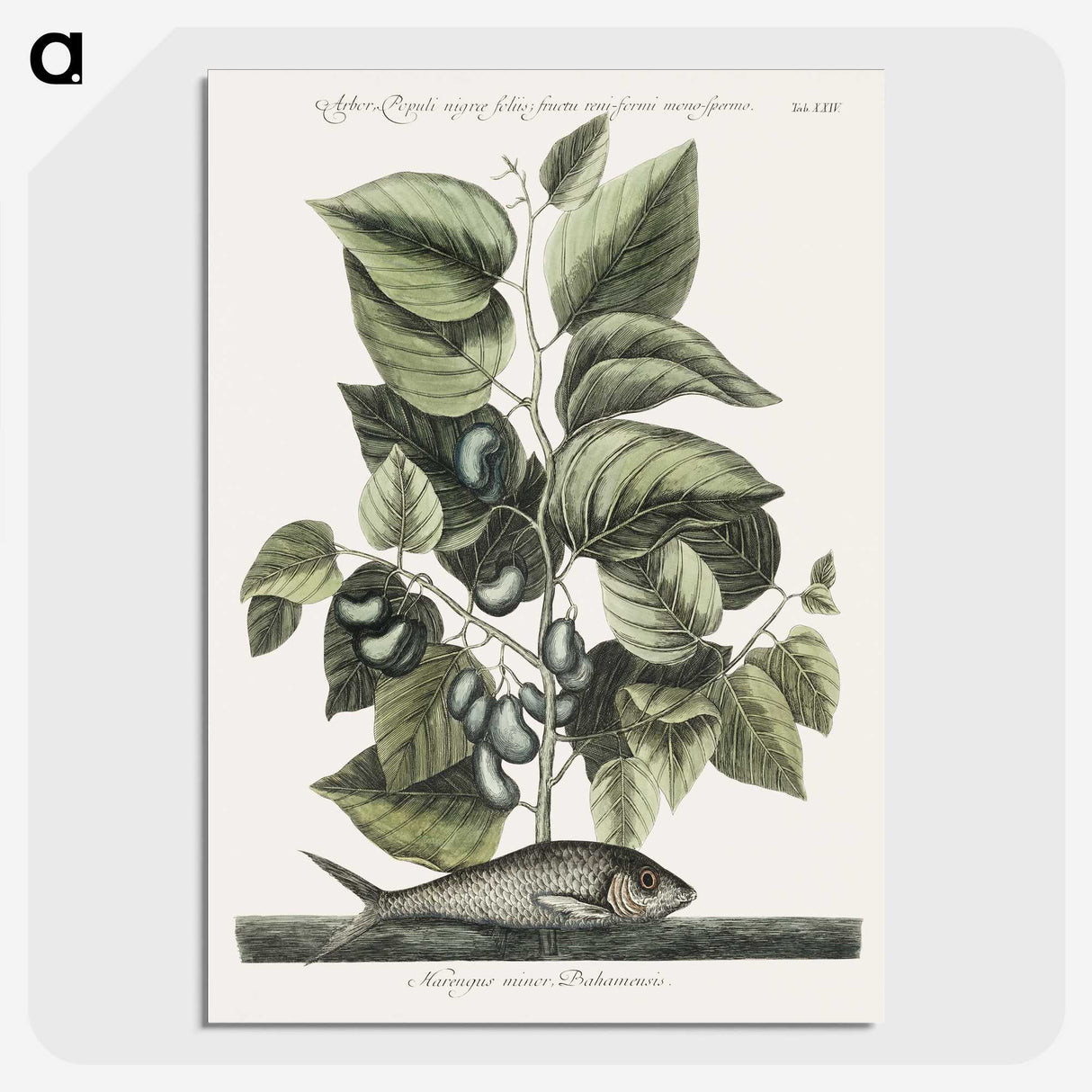 1-78_Mark-Catesby_picture-crop