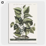 1-78_Mark-Catesby_picture-crop