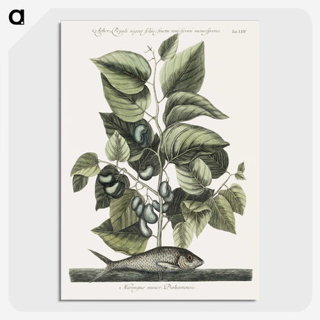1-78_Mark-Catesby_picture-crop