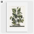 1-78_Mark-Catesby_picture