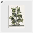 1-78_Mark-Catesby_postcard