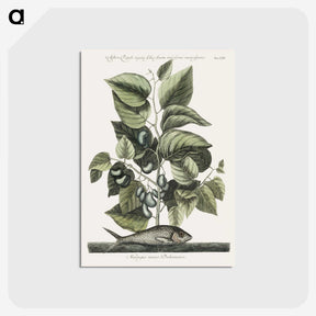 1-78_Mark-Catesby_postcard